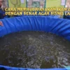 6 Cara Membudidayakan Ikan Lele Dengan Benar Agar Bisnis Lancar