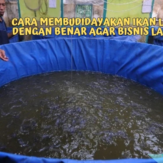 Cara-Membudidayakan-Ikan-Lele