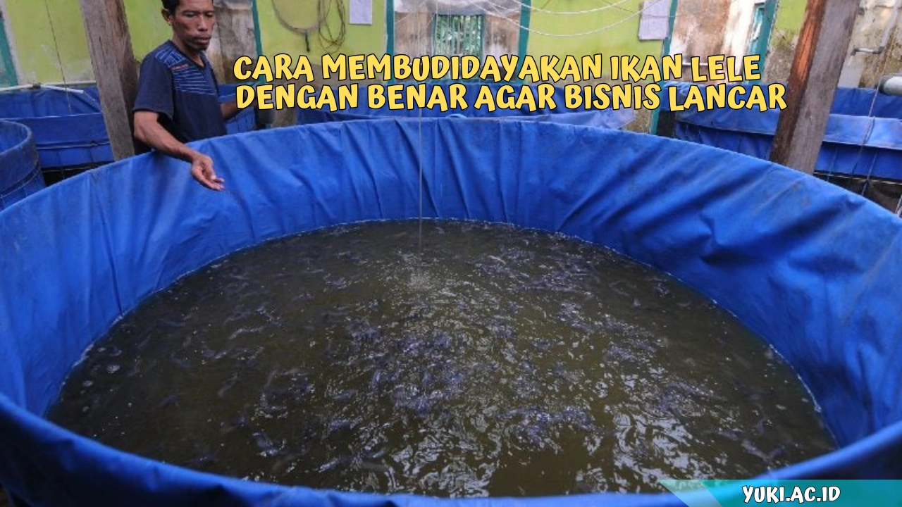 Cara-Membudidayakan-Ikan-Lele